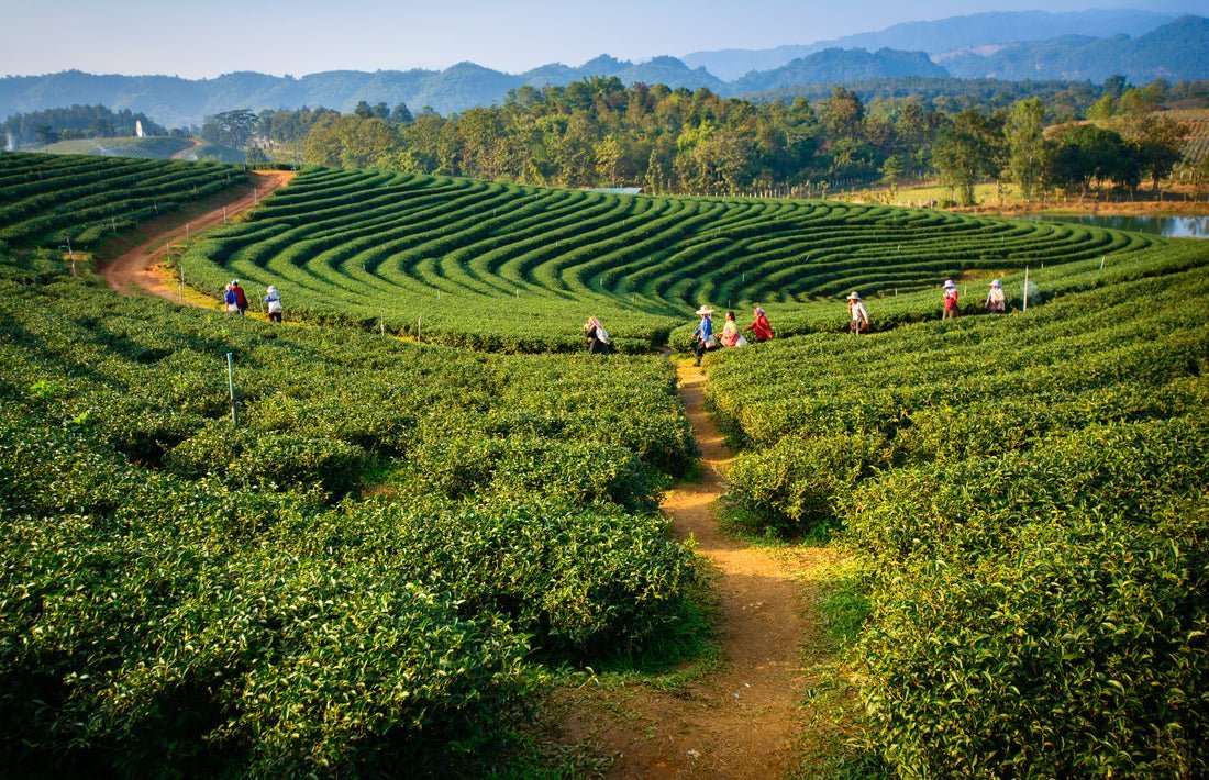 Darjeeling Tea Garden